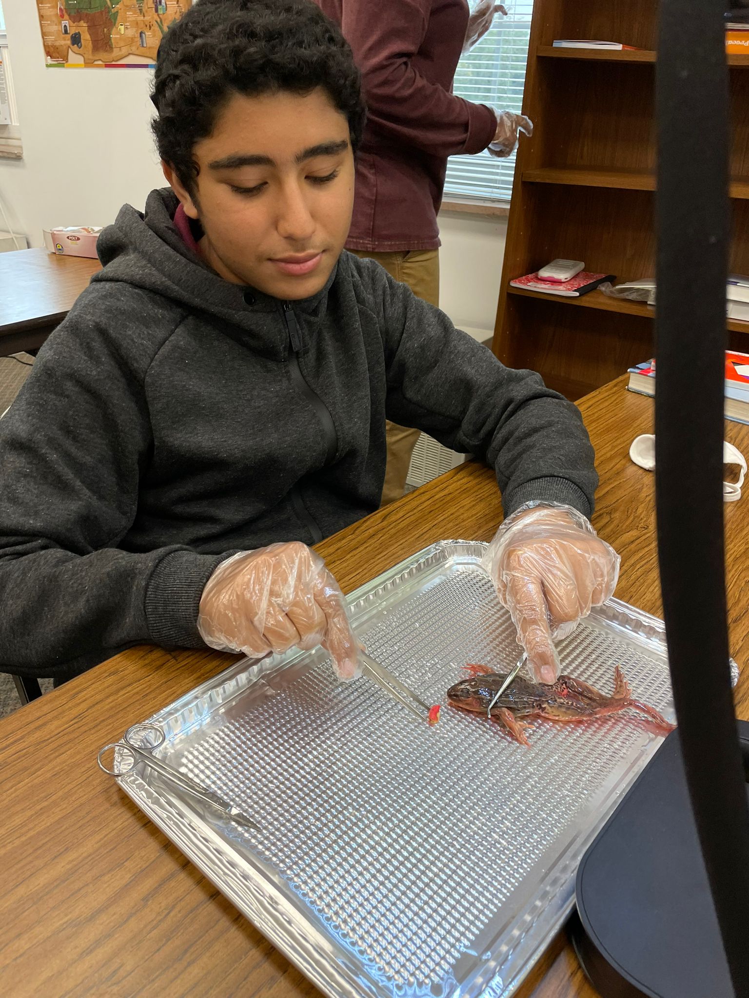 Frog Dissection Lab