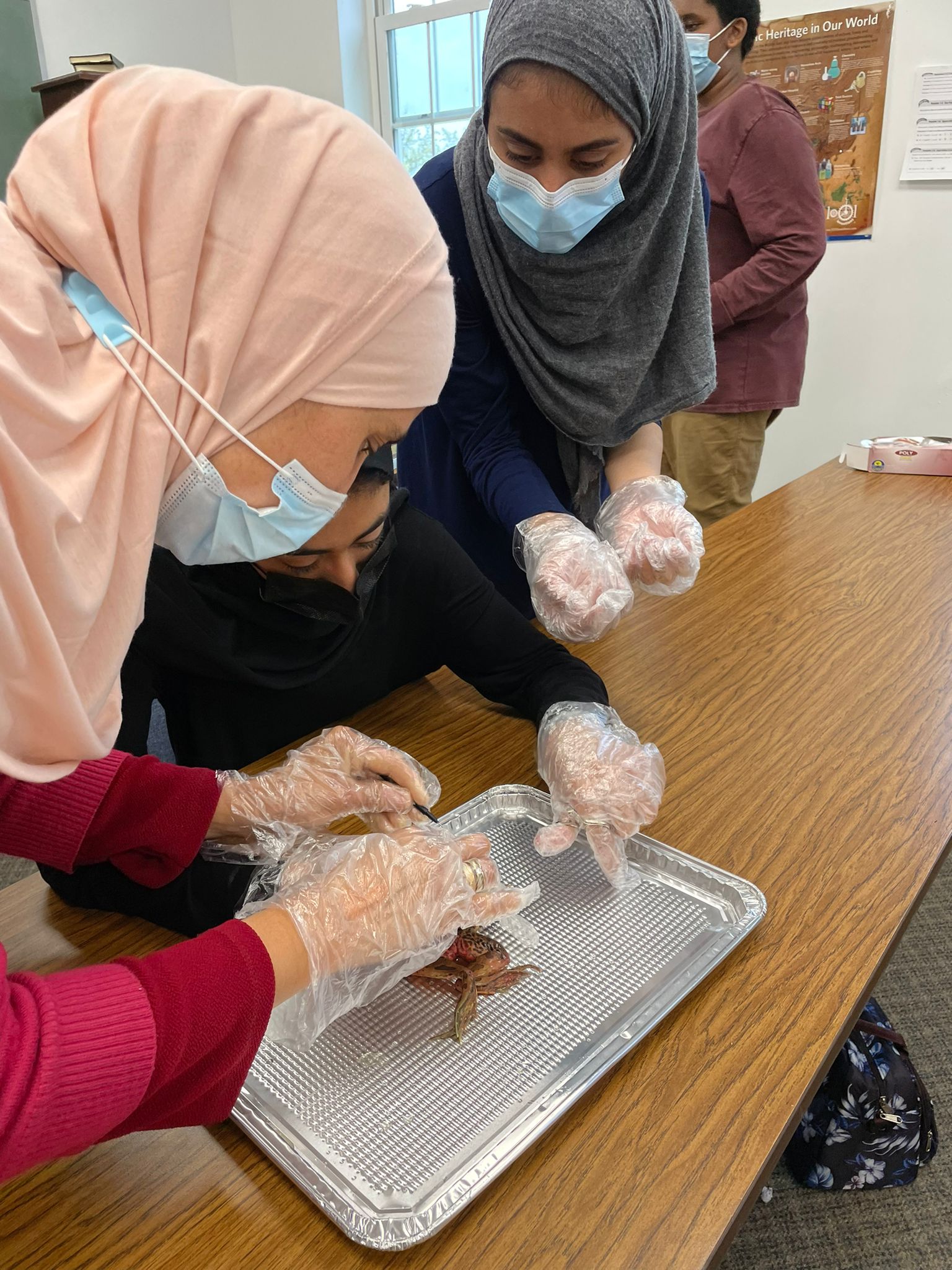 Frog Dissection Lab