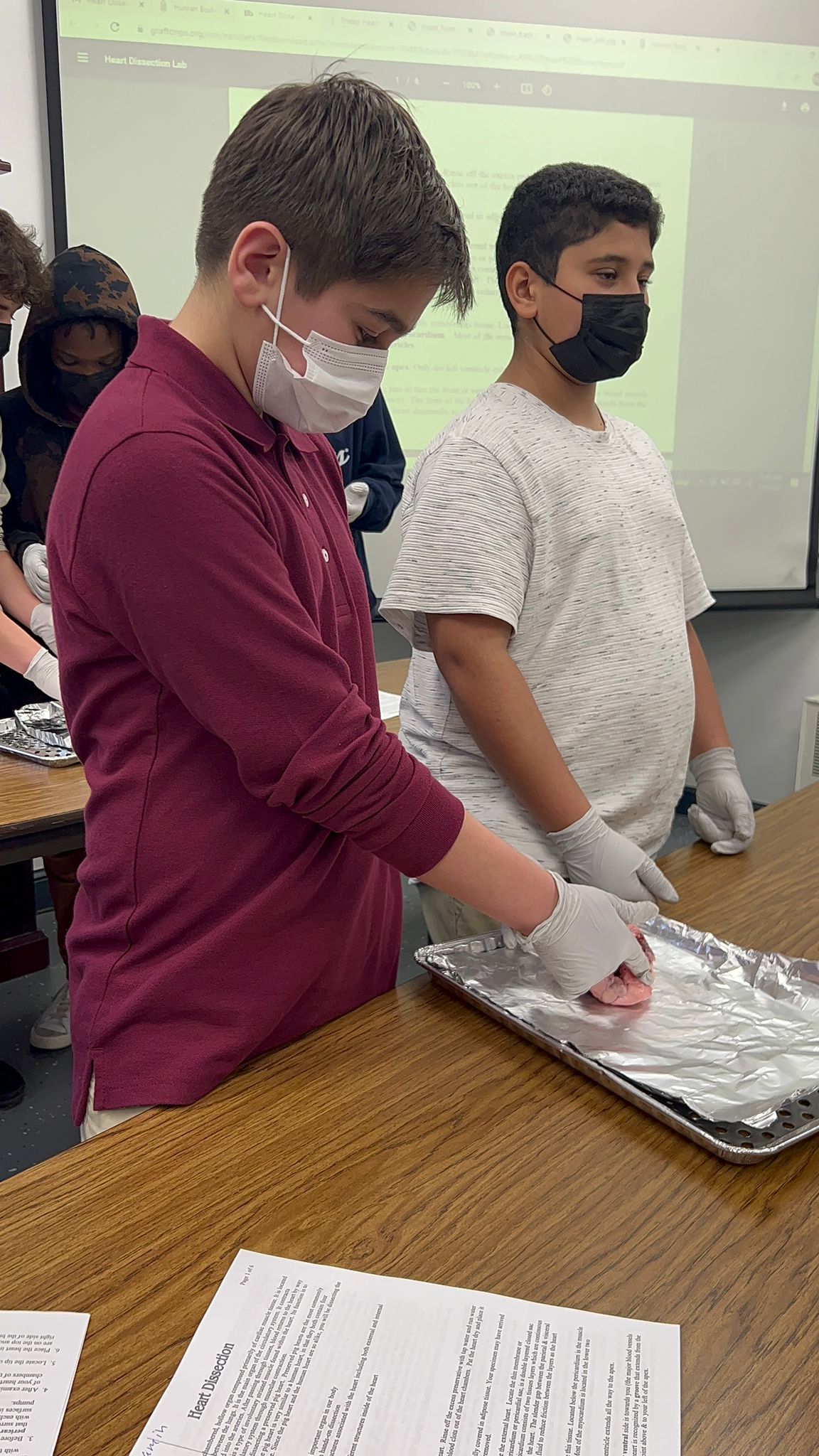 Heart Dissection Lab