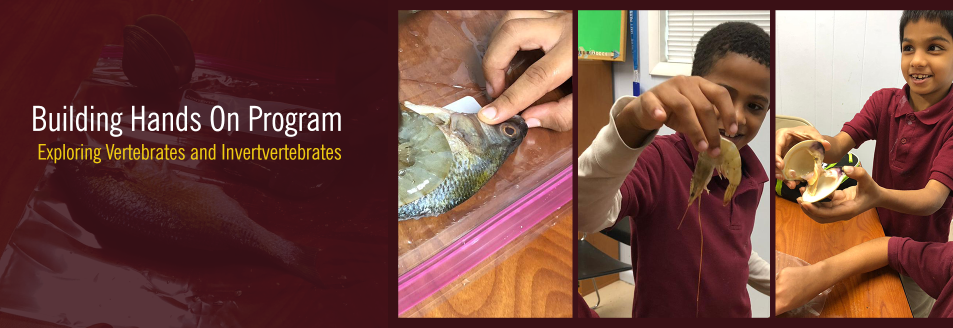 Exploring Vertebrates & Invertertebrates