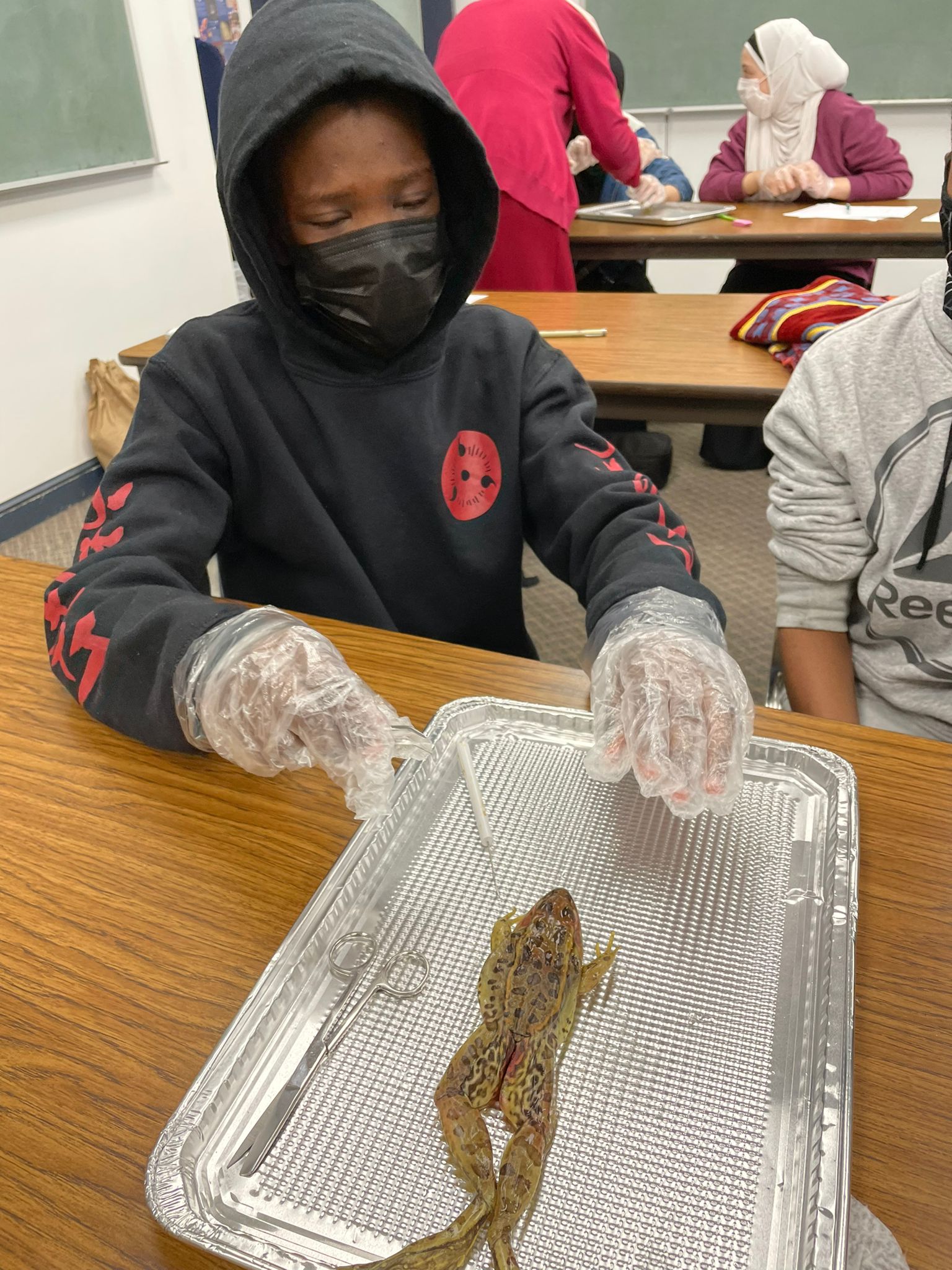 Frog Dissection Lab