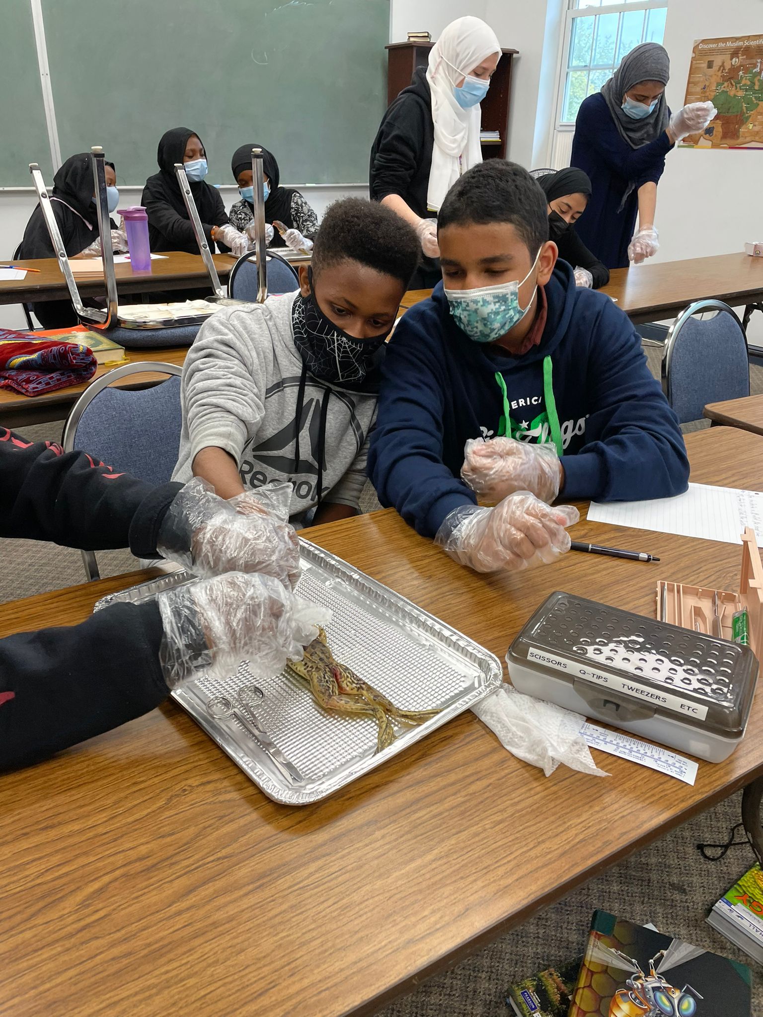 Frog Dissection Lab