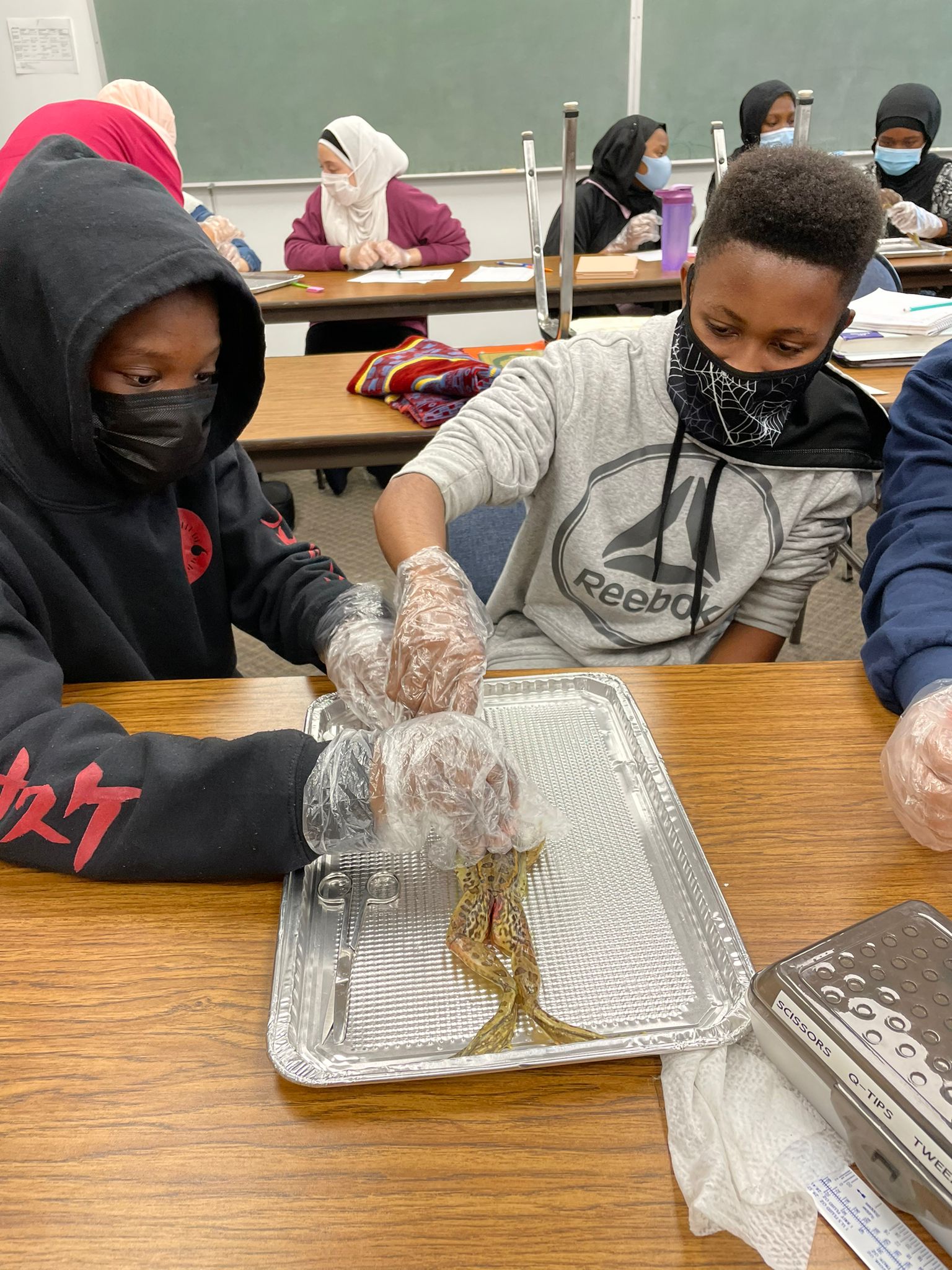Frog Dissection Lab