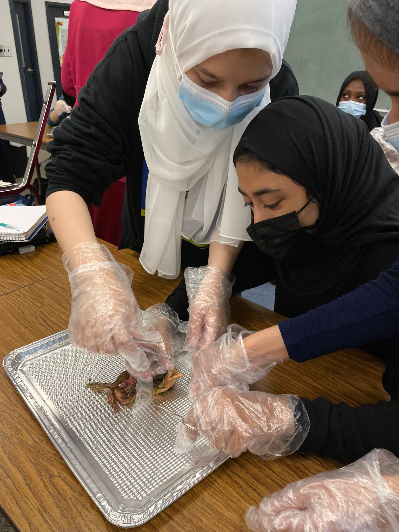 Frog Dissection Lab