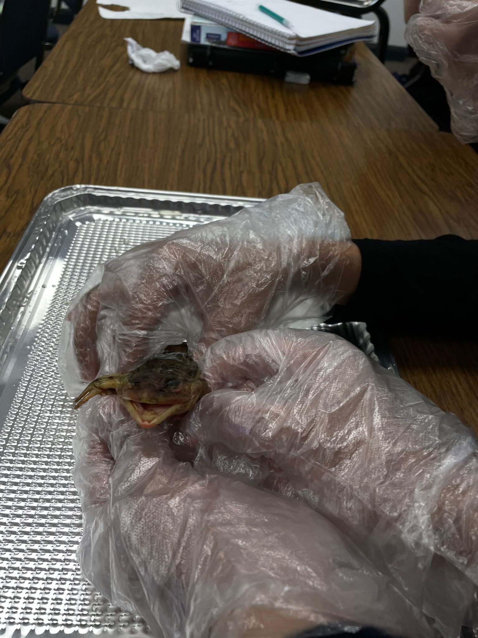 Frog Dissection Lab