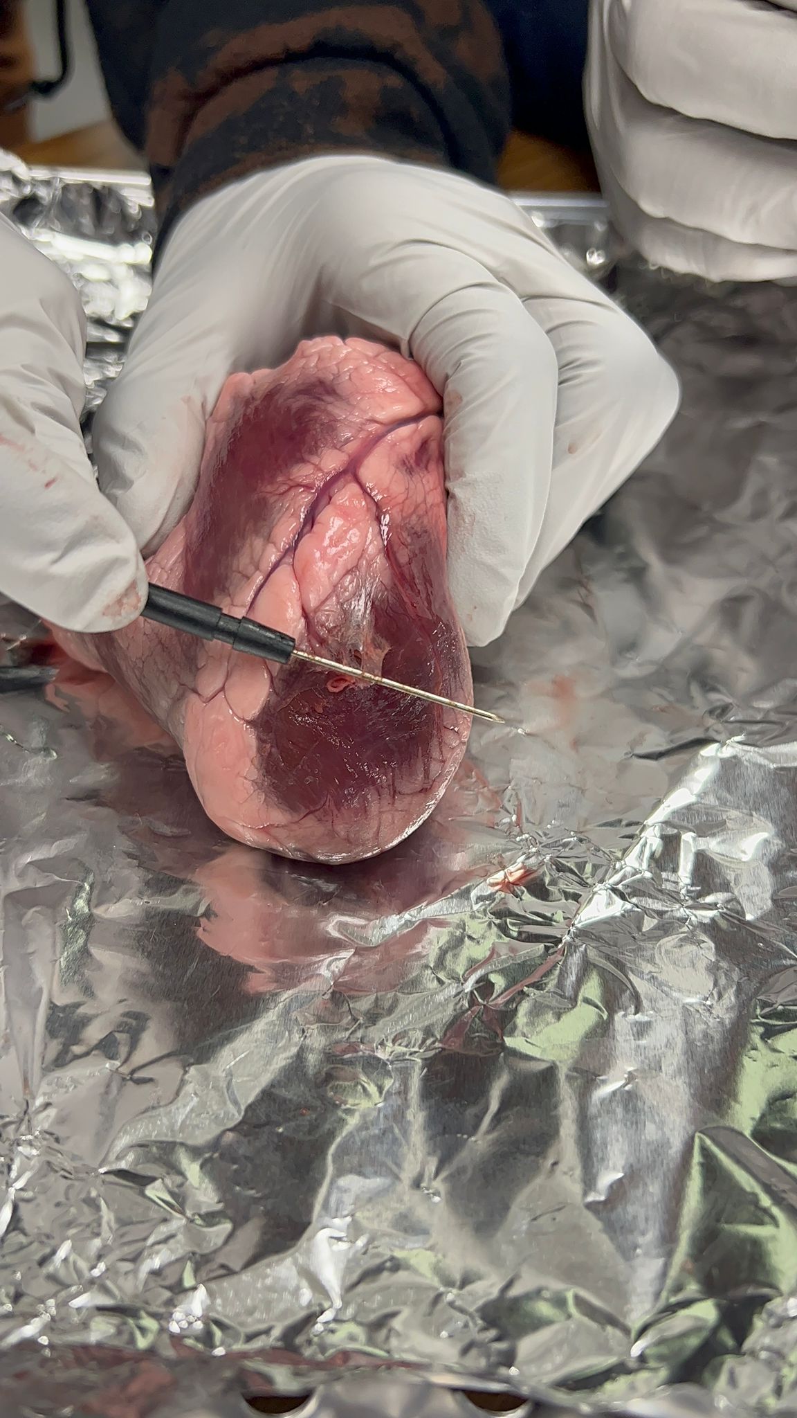 Heart Dissection Lab