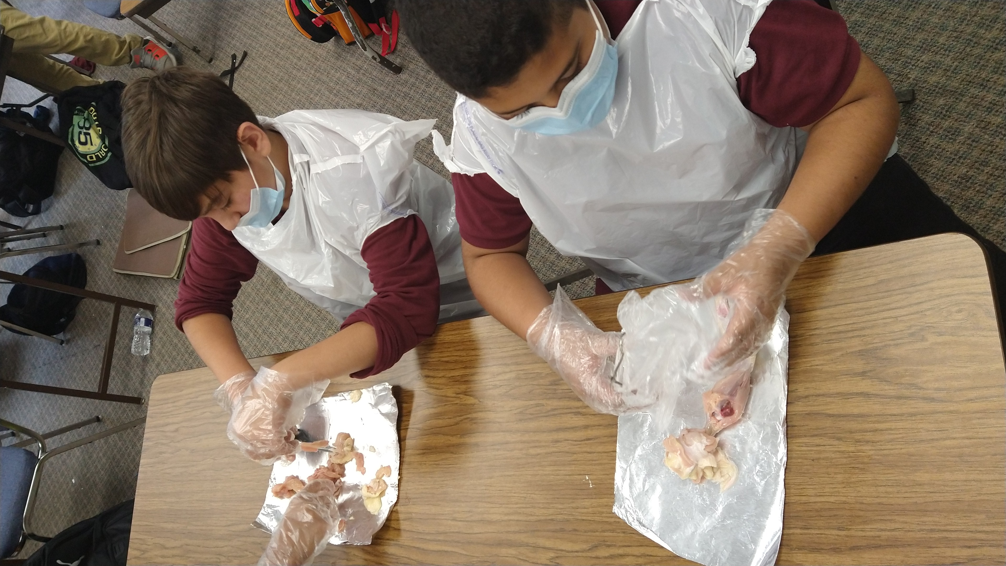 Muscular System Dissection Lab